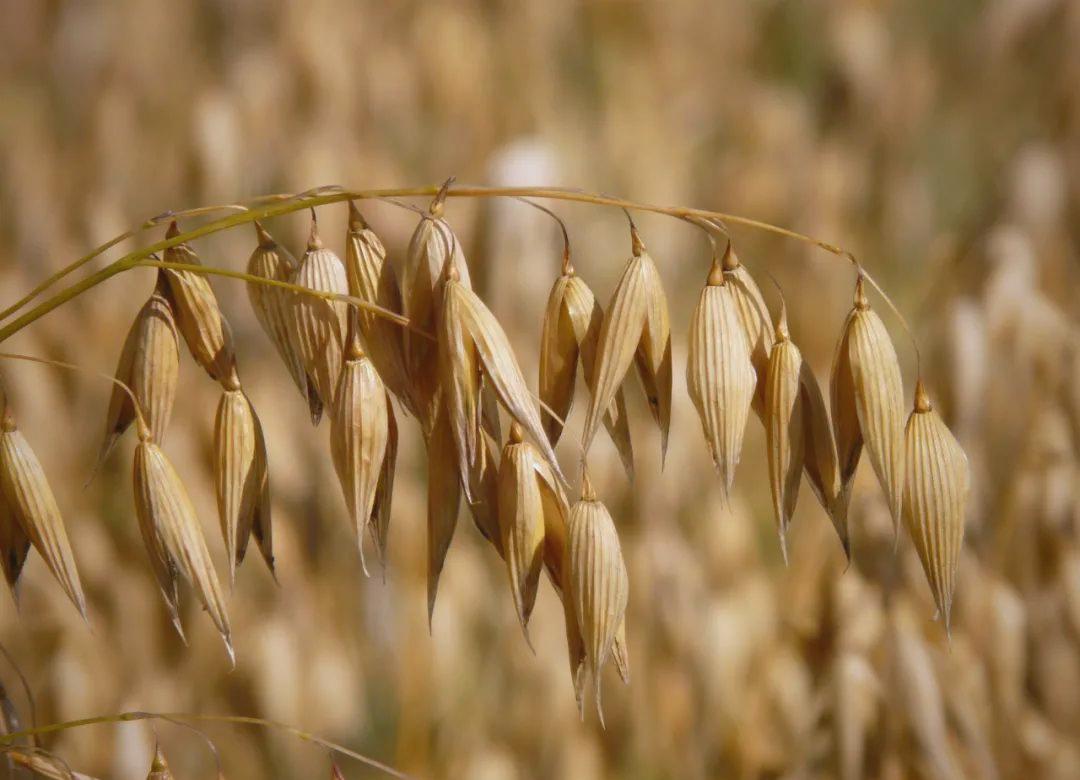 每天早上起来吃些“它”，大便顺畅一整天，浑身轻松 如果好几天都排不出大便，蹲