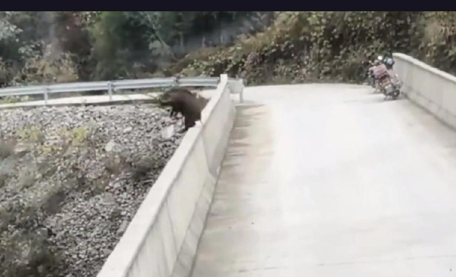重庆一野猪为何会选择跳桥？这背后隐藏着怎样的生存危机？重庆城口县近日发生一起令