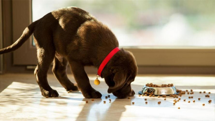 为什么狗狗吃饭时,总是把食物从碗里叼到地上?