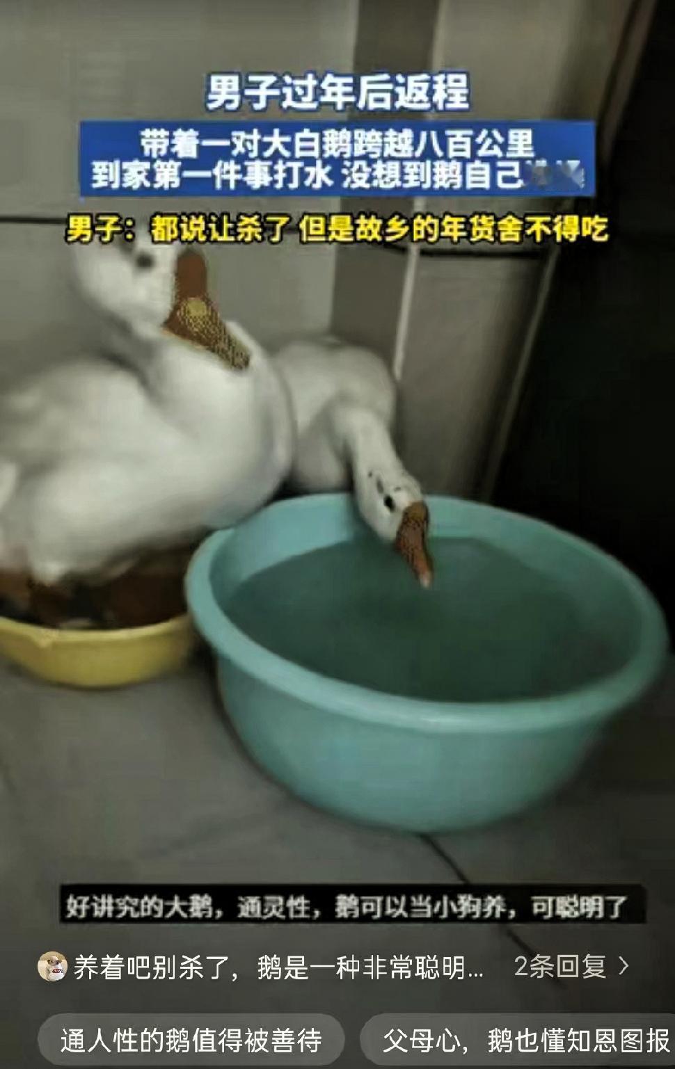 “科学都解释不清了！”河南一位男子春节后返程，父母将家中精心饲养的两只大白鹅让他