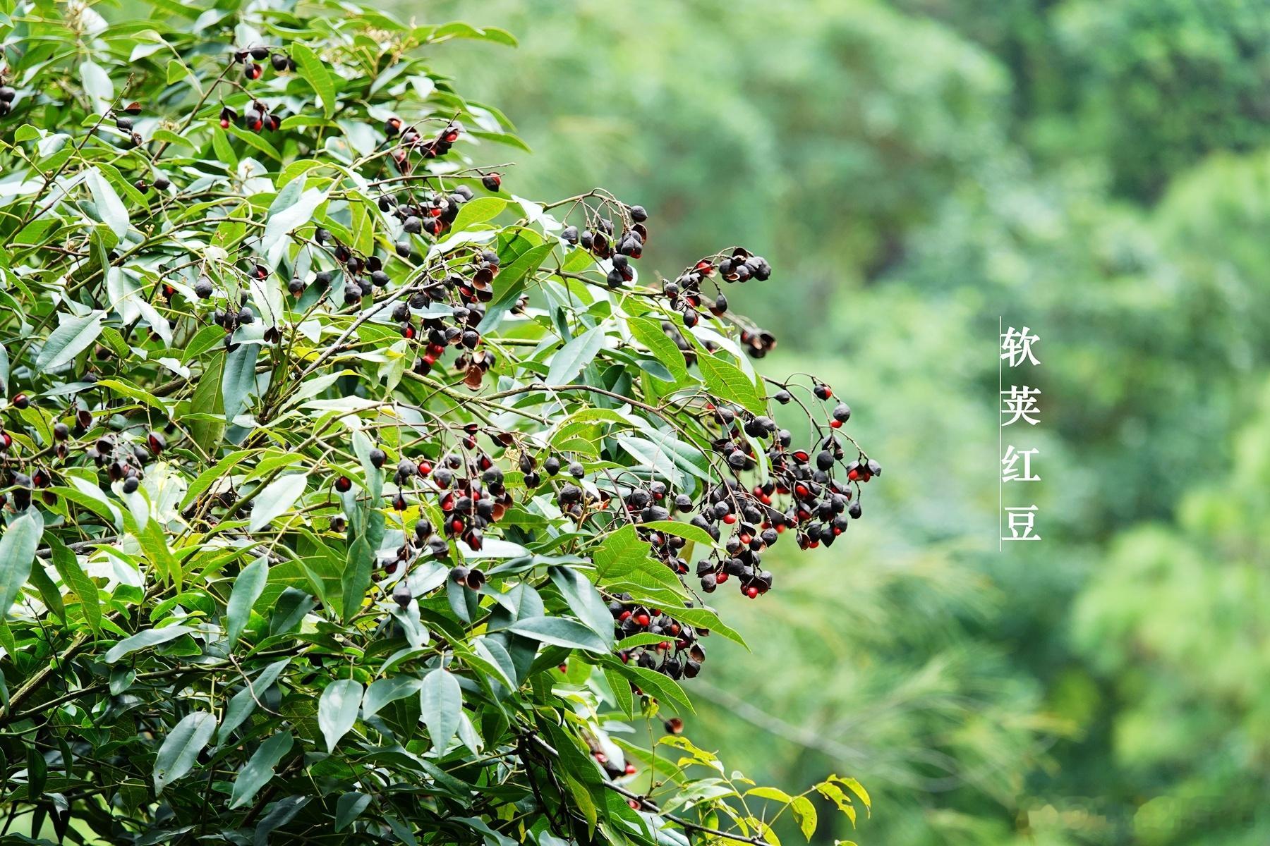 1385.软荚红豆，豆科，国家二级保护野生植物。植物​​​