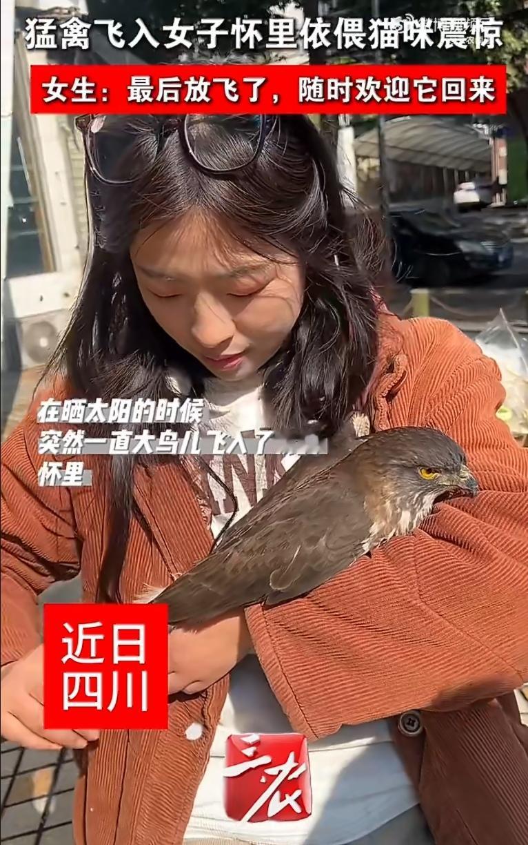 一只猛禽，突然从天而降，稳稳落在晒太阳的女子怀里。她愣了一下，第一反应是：是不是