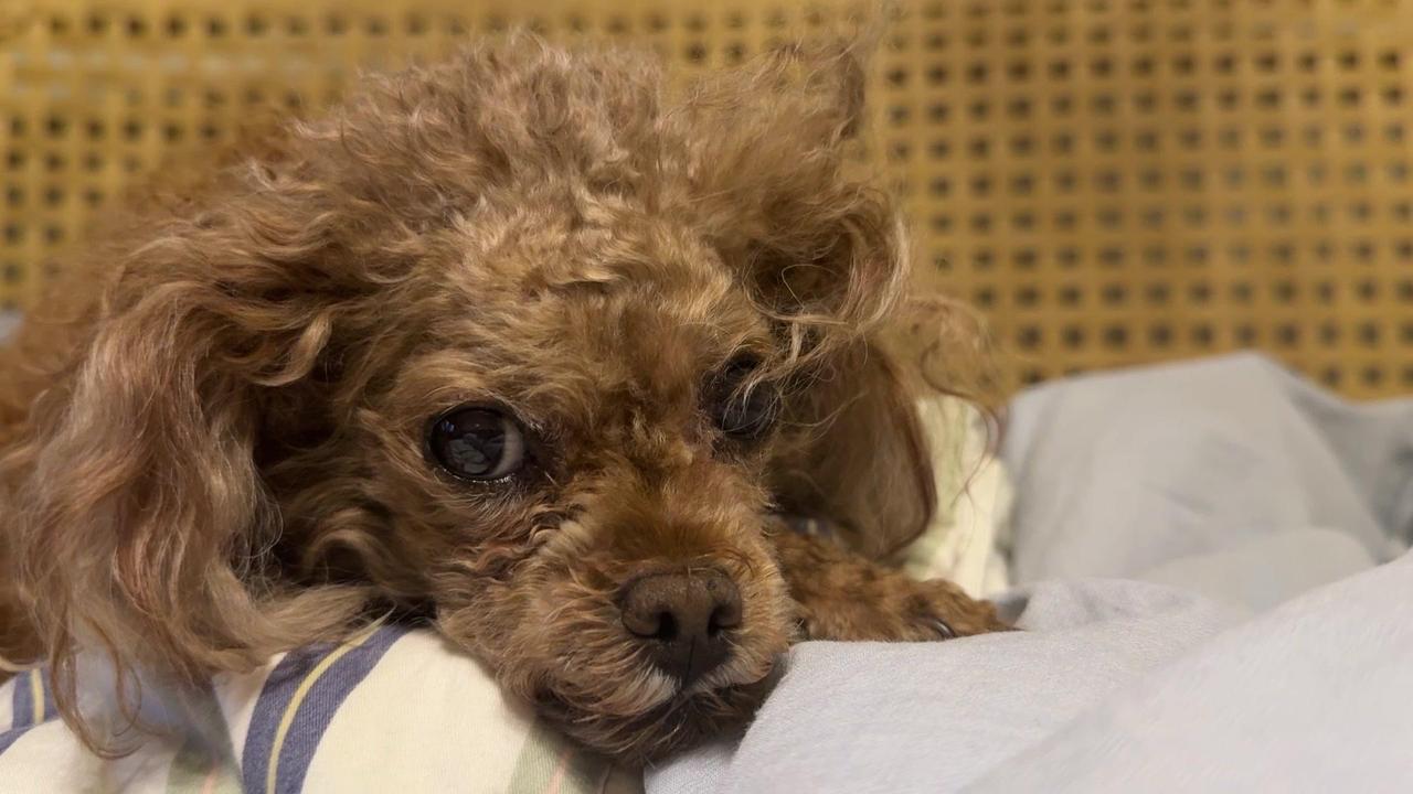 🐶家有泰迪是种什么体验？每天早上被湿漉漉的鼻子拱醒，带着一身毛茸茸蹭过来，心都