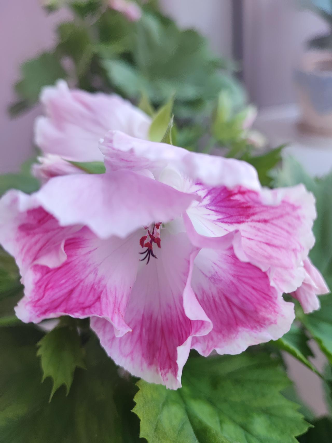 人不走运的时候喝凉水都塞牙拍个肺部CT，最近总感觉憋气，肺子没事吧，报告