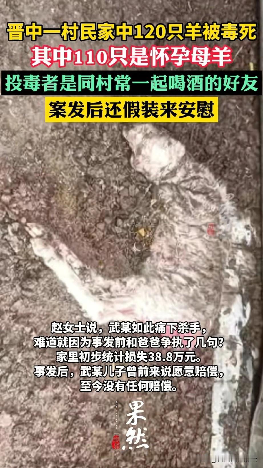 怎么有这么坏的人呢？陕西晋中，一女子说她父亲养的120只羊在短时间内被人毒死了，