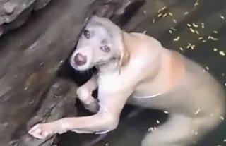 看这残忍的一幕！有条白色狗狗被它的女主人扔到了十几米深的井里，井水很凉，狗狗冻