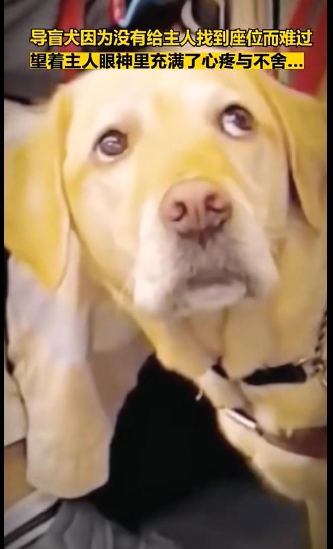 导盲犬因没有给主人找到座位难过，看着主人的眼神里充满了心疼和自责！导盲犬是非常