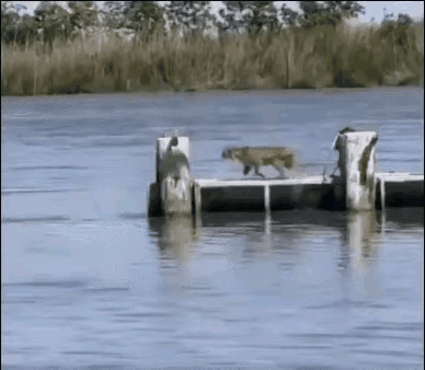 动物的能力超乎人类想象