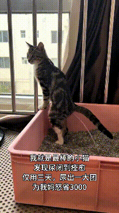 这个视频我看了好几遍，头一回见小猫尿尿，这姿势真是不好拿捏。小猫站在猫砂盆边上