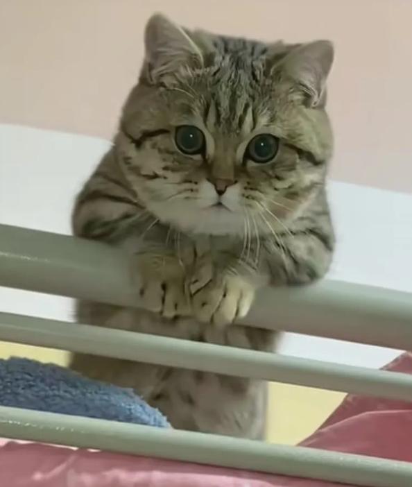 太可爱了猫猫！这是在网上刷到的，大学生宿舍养大的猫咪，每天乖乖的等着孩子们回来