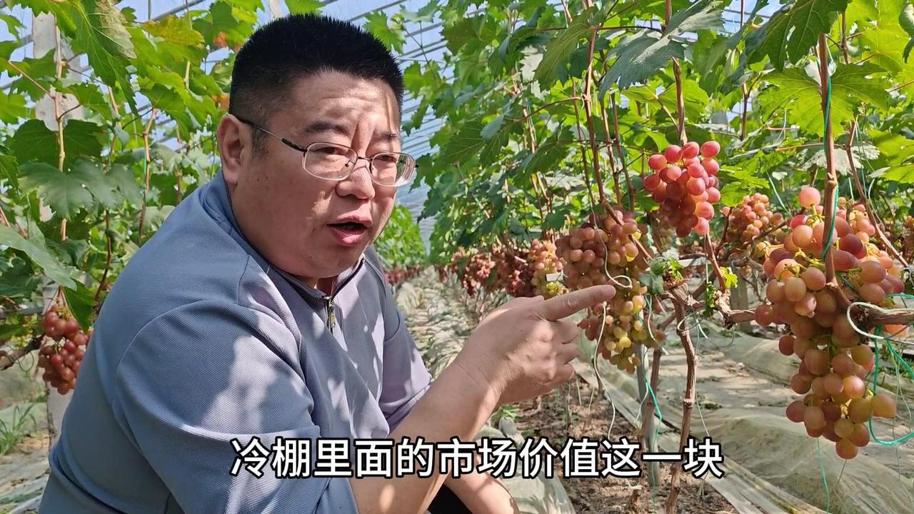 老于讲解冷棚春红四号葡萄种植，优势在于花芽分化期天气影响小，挂果量和品质比暖棚好