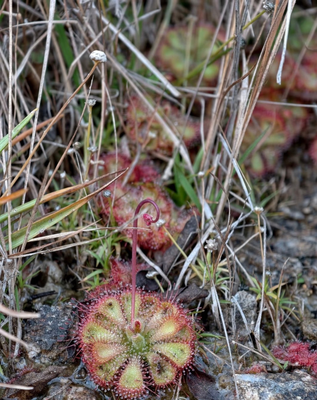 这野生的锦地罗茅膏菜也是很貌美嘛