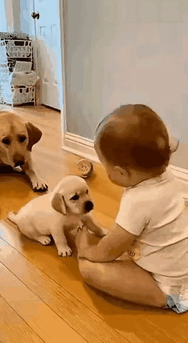 金毛妈妈（趴在地上眯眼装睡，心里碎碎念）：这小祖宗拍我崽一下两下，我忍了，打狗还