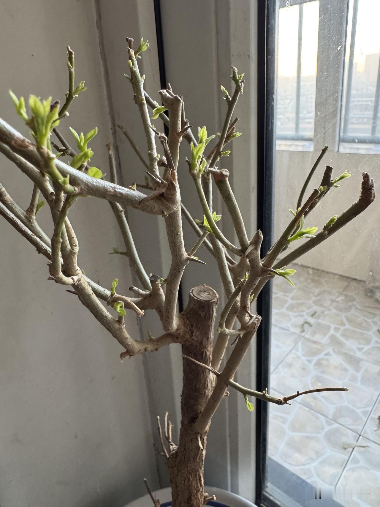 喜欢三角梅无论在盛夏还是寒冬特别好养活花期长还好看