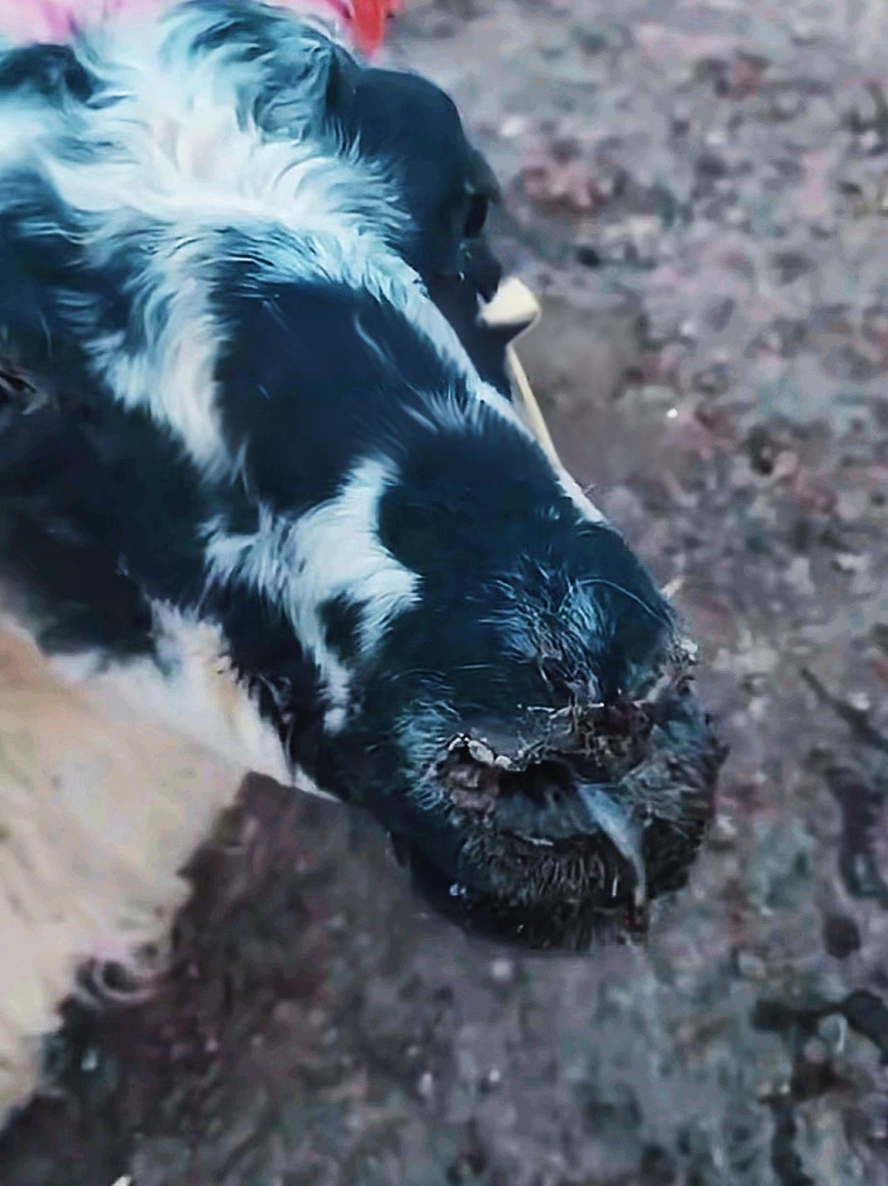 养羊人牛羊养殖农村养羊