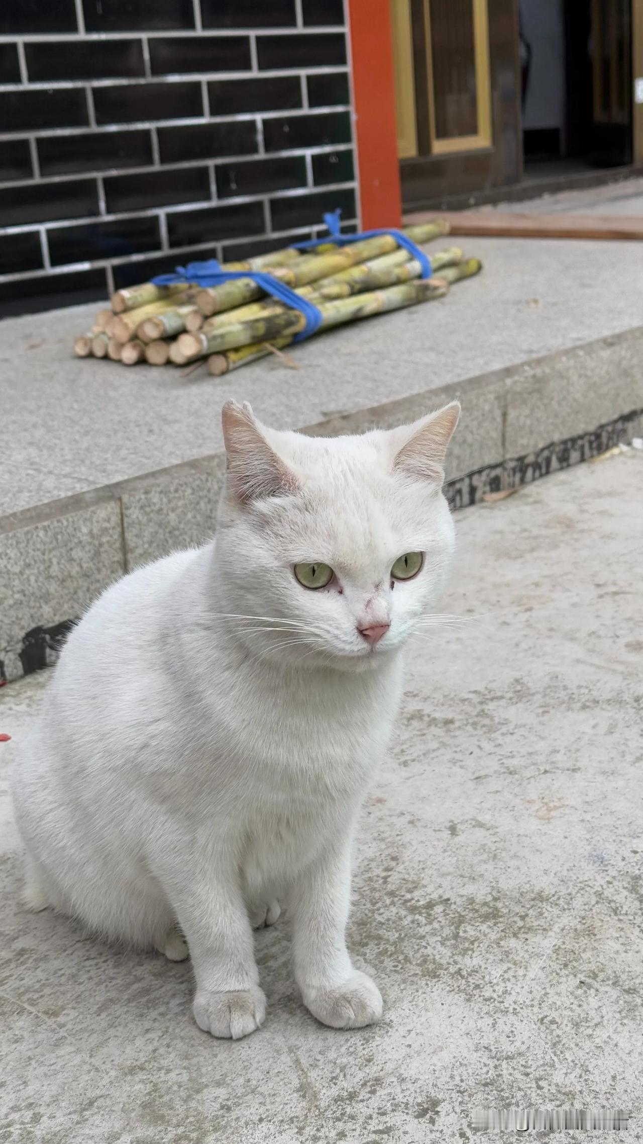 发一张图片证明猫咪很可爱这是我捡的流浪猫，两千公里从上海带回四川过年