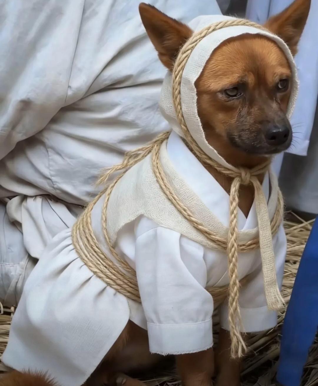 太神奇了原来小狗是有灵性的!老家邻居家的爷爷，年前有一天吃过晚饭说自己有点不