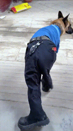 谁懂啊家人们！刷到这只狗狗直接笑到肚子疼，网友这脑洞也太大了，硬生生把一只普通小