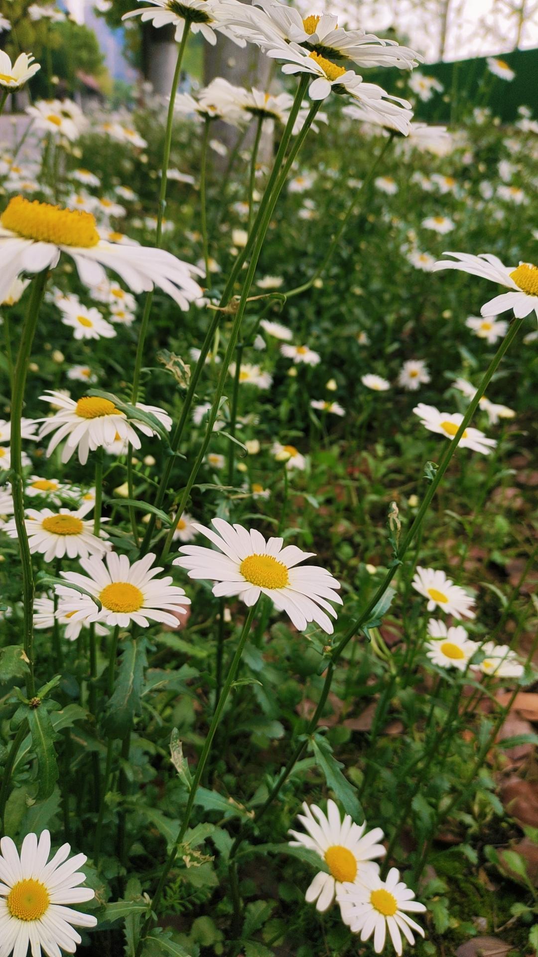 你发现了吗？身体但凡有点小毛病，只要不去查、不去深究，你就能一直活得轻松自
