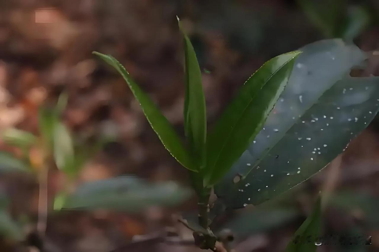 普洱茶为什么会被这么多人喜爱?普洱茶受到许多人的喜爱，主要原因有以下几点：