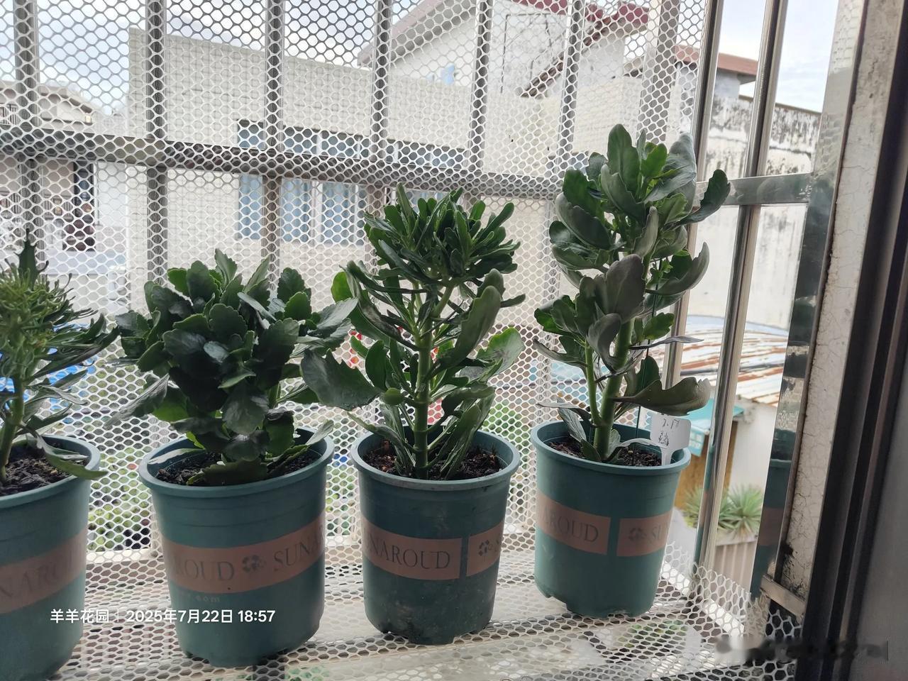 长寿花小苗可以晒太阳吗可以的