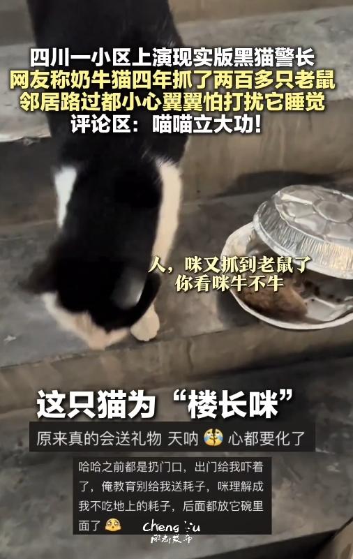 太厉害了！四川一小区藏着位“捕鼠高手”，4年抓了200多只老鼠，全楼人都喊它“楼