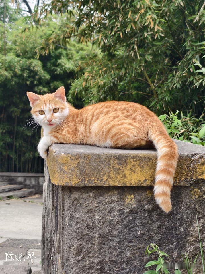 分享一张猫咪照片