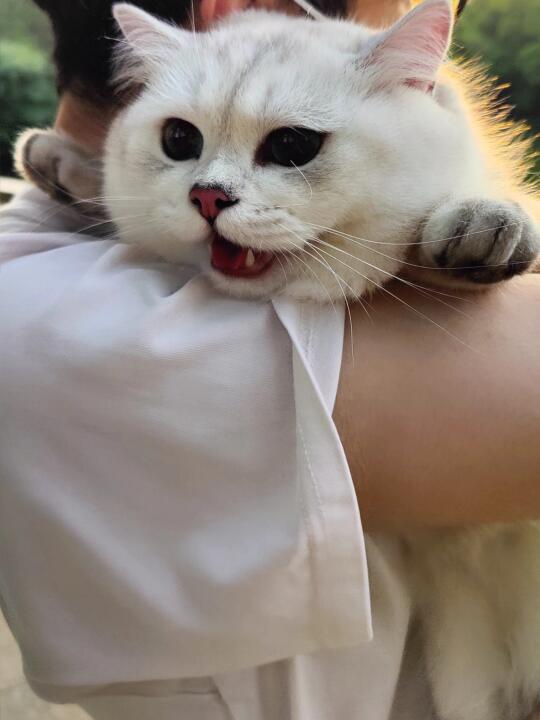 公园 夕阳 小猫咪*2