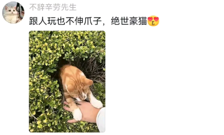 这才是真正的躲猫猫