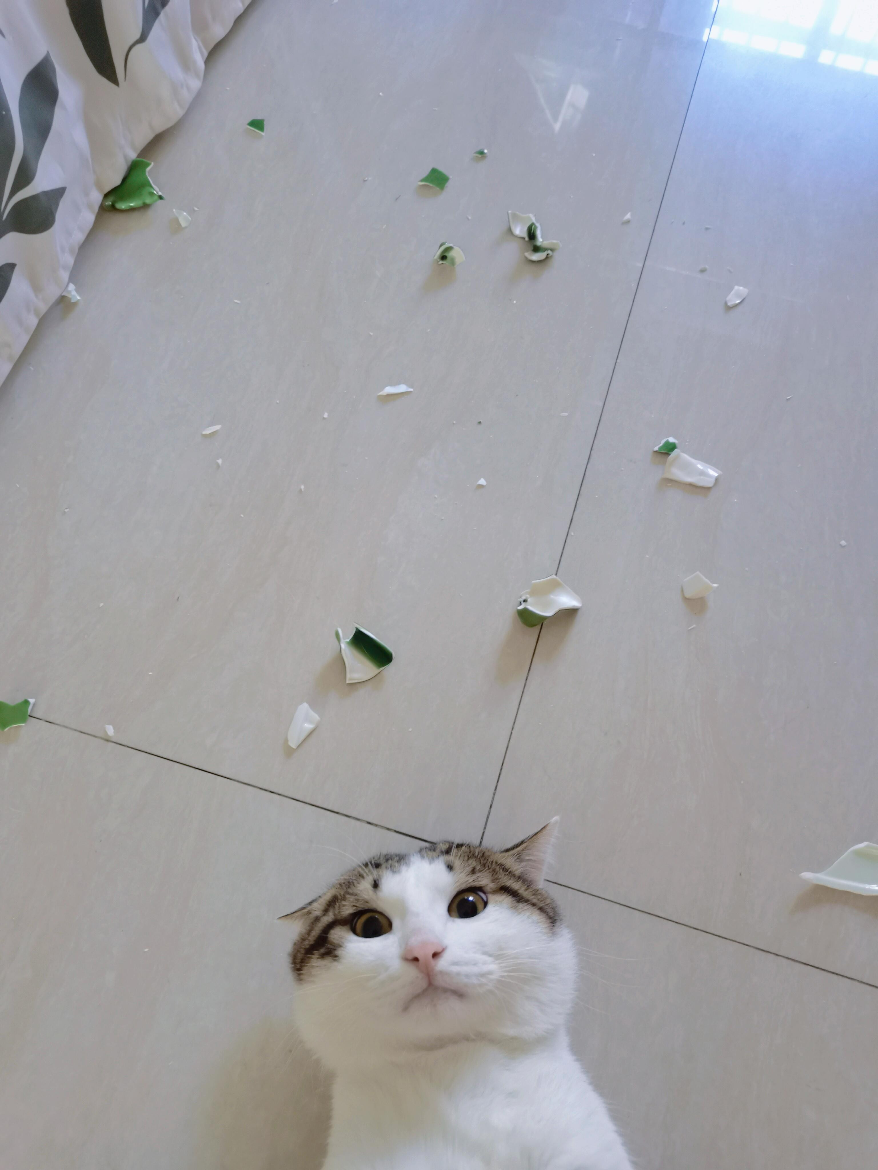 案发现场的猫猫​​​