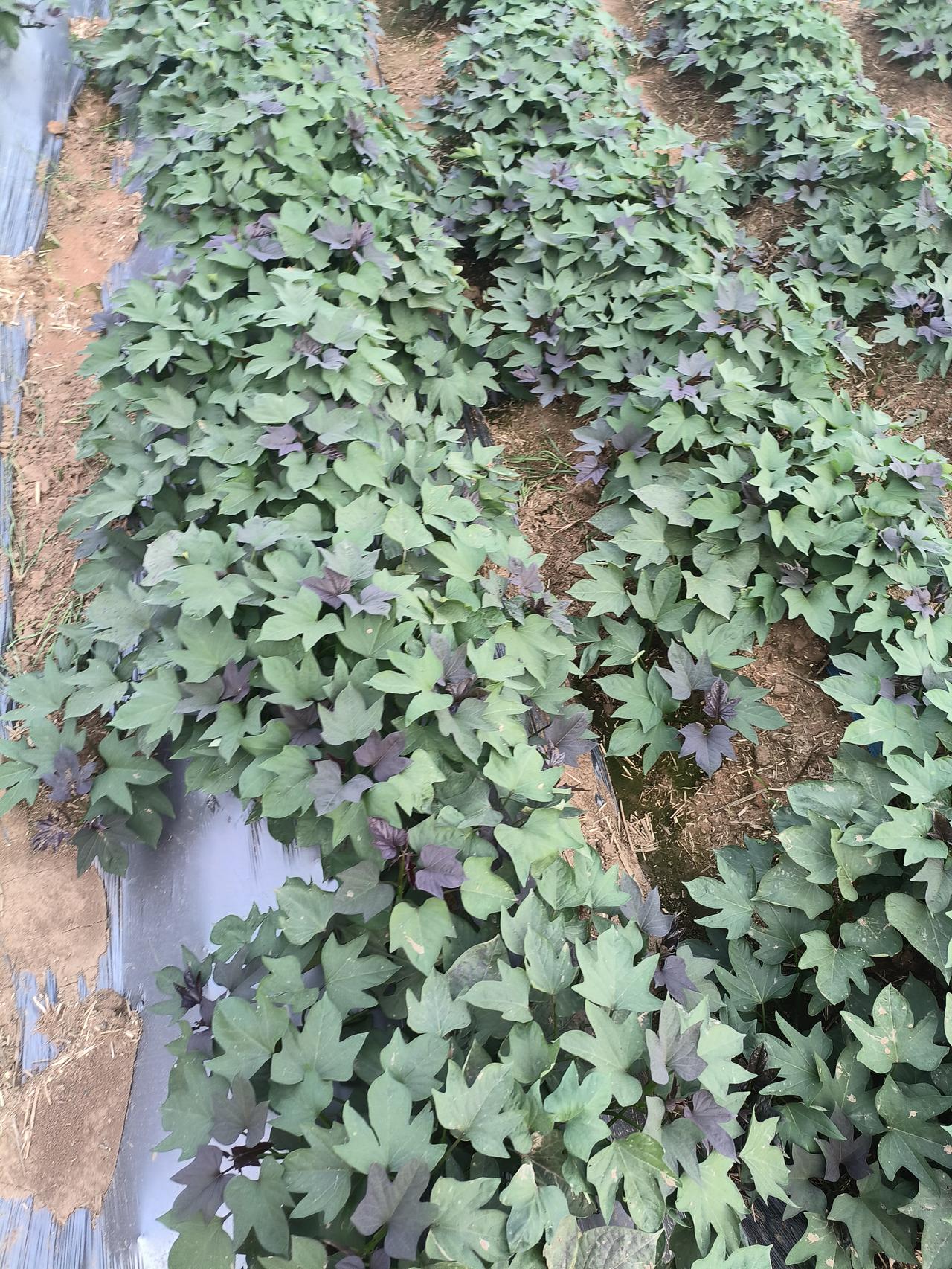 芳华2号红薯新品种简介短蔓免控旺红薯新品种芳华2号，由河南省育种专家卢新华与