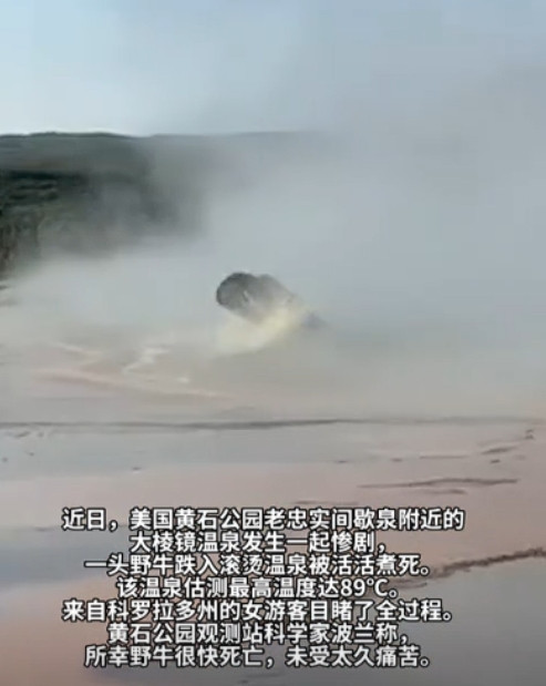 太悲催了！一头野牛闲逛，不慎跌入89℃温泉，拼命挣扎，却始终无法上岸。最终被活活