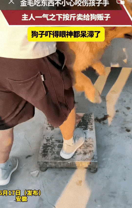 扎心了！安徽，孩子拿狗的食物，金毛护食，不小心咬了孩子。孩子疼得哇哇大哭，主人气