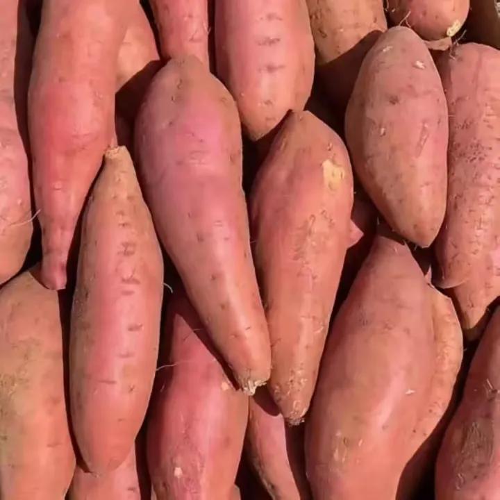 央视硬核曝光！云南建水红薯地竟藏惊天黑幕！种植户胆大包天，用早已全面禁售的高毒农