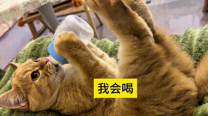 哎呀妈呀老铁，瞅瞅这小金橘猫多能耐！躺着仰个小身子，俩爪子抱住奶瓶自己咕咚咕咚喝