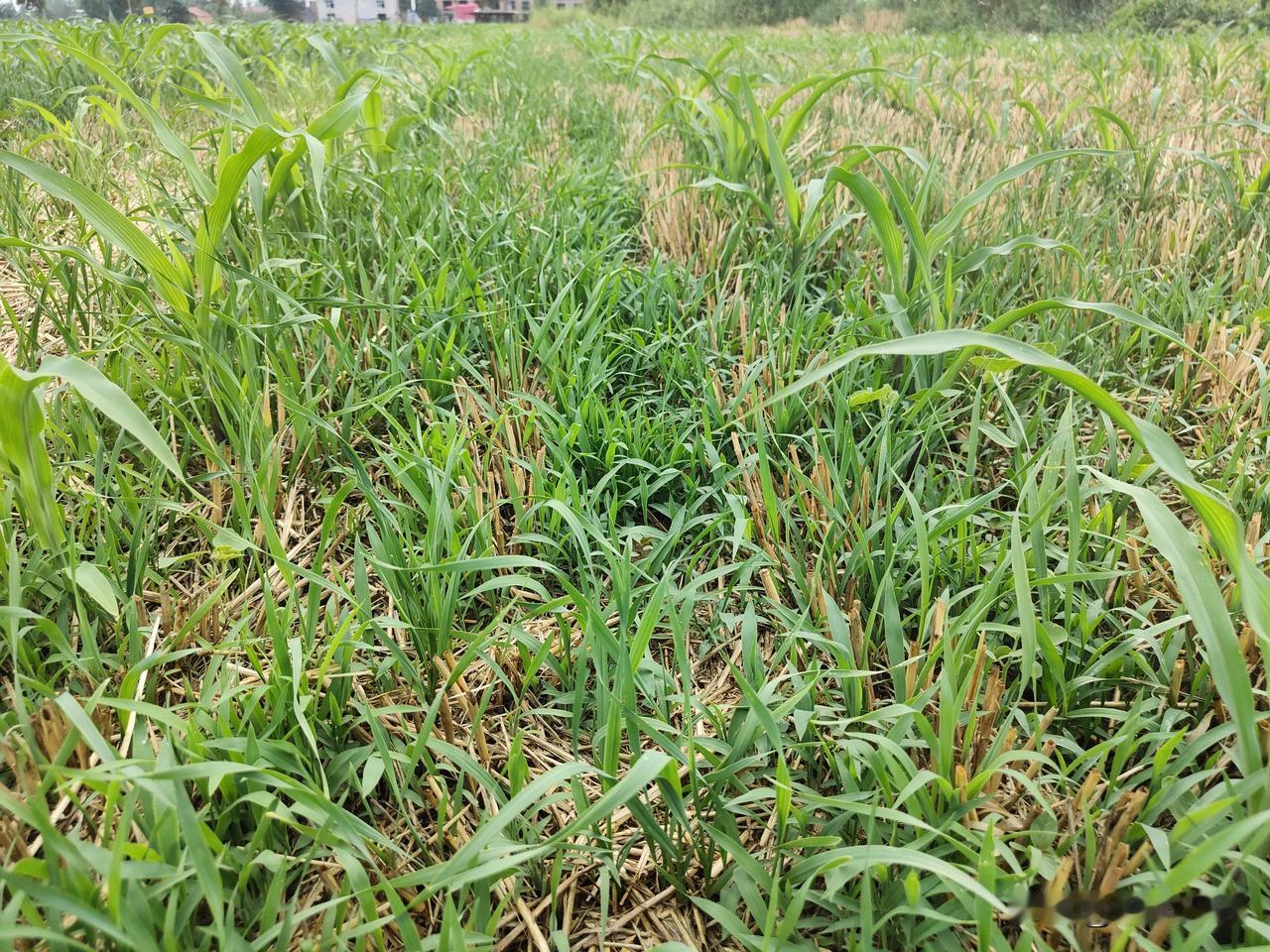一、看杂草发生情况，在购买除草剂前，一定要查看田间杂草发生种类，根据杂草种类选择