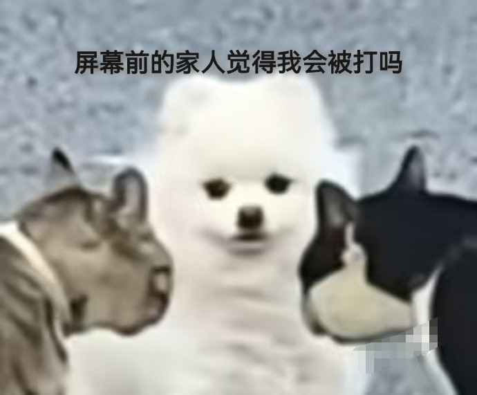 狗子围观猫猫吵架被锤，都说狗子是爱凑热闹的，看来还真是[笑着哭]​​​​