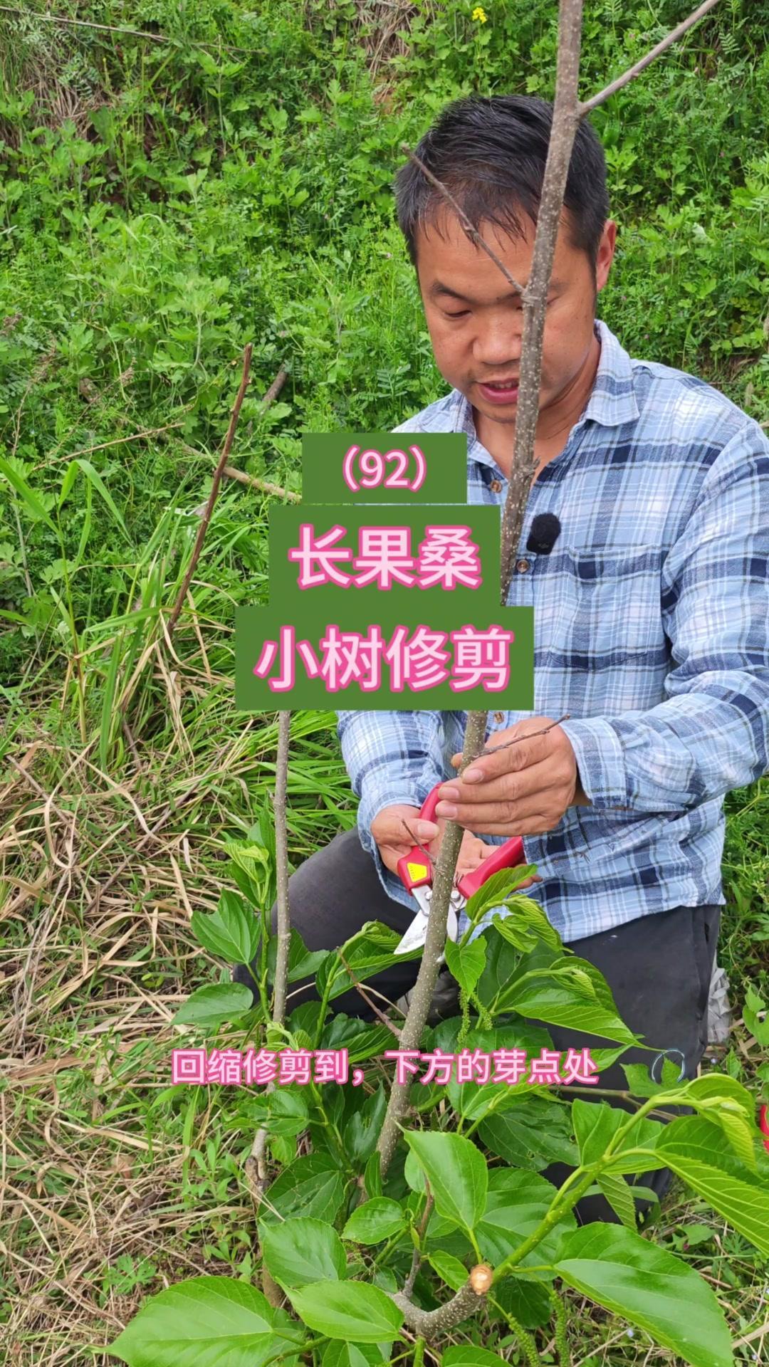 台湾长果桑在湖北露天种植，主枝前端嫩梢因去年冬季未老熟出现冻害萎缩，表皮有黑斑。