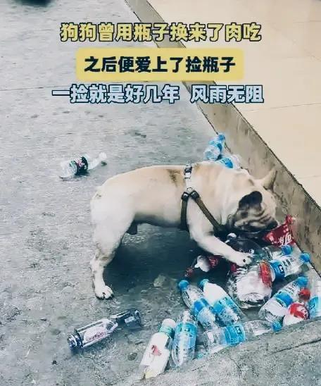 狗狗捡瓶子一月赚860元:他只是想赚钱养你，他有什么错呢？刷到一博主的狗狗，因为