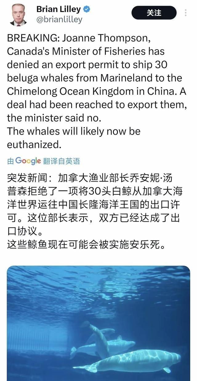 加拿大海洋乐园倒闭，表演白鲸无法放生，已经有5头死亡，长隆海洋王国愿意购买剩余3