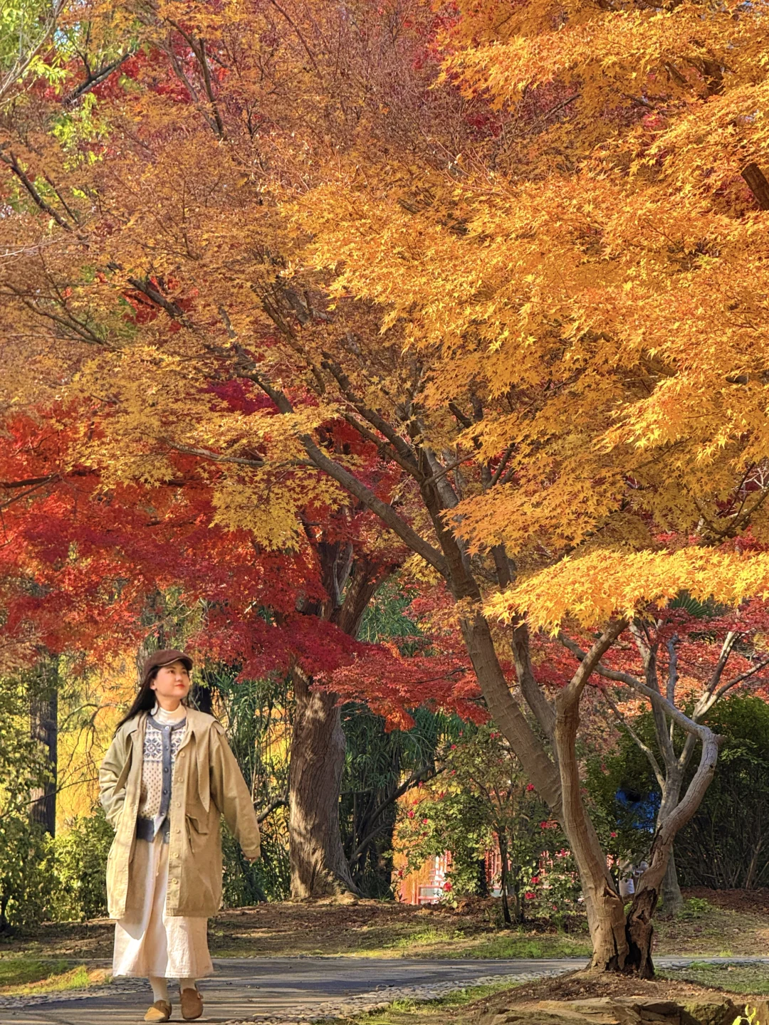 11.26武汉实拍！！啊啊啊东湖的红枫美绝了！！