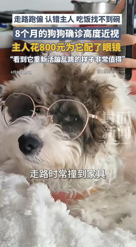 “笑不活了”！河南，一女子养了只小狗，它吃饭时总要趴在地上找食物，并且老撞到家具