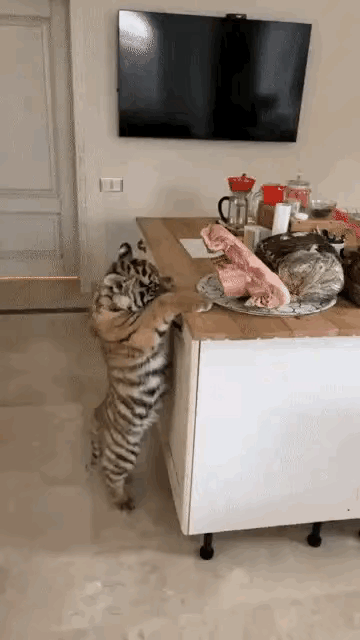 你跟我说养的是猫咪？谁家猫咪长这样啊？