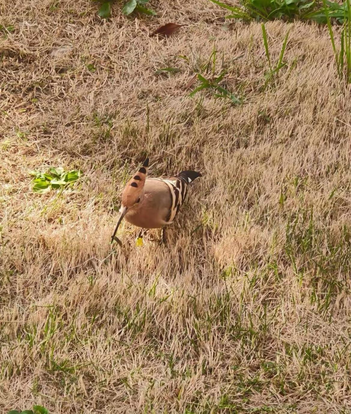 爬山偶遇的鸟，表妹说是野鸡，求科普