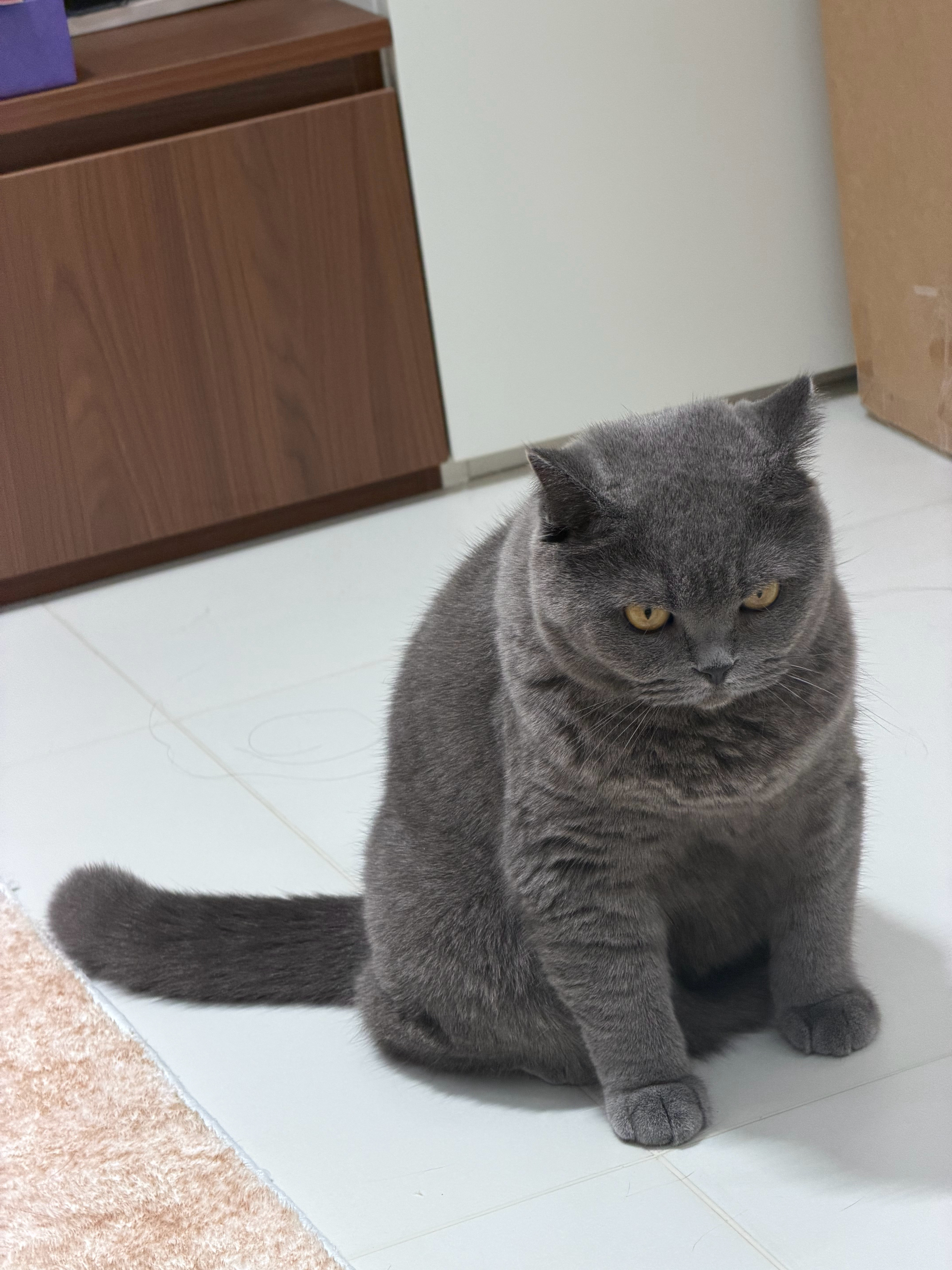 有的猫好像一麻袋水泥​​​