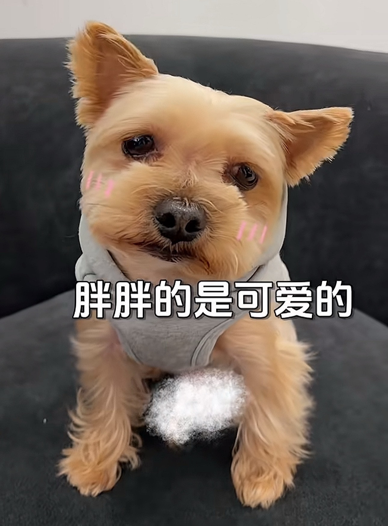 谁家的两只小猪