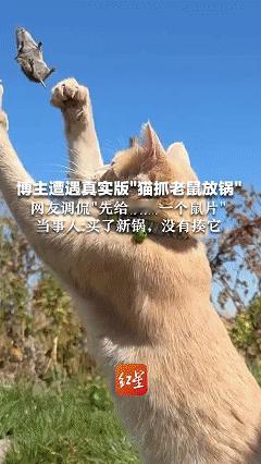 “笑不活了！”新疆伊犁，一旅游博主正在直播做饭，结果她家小猫突然一个转身，把抓到