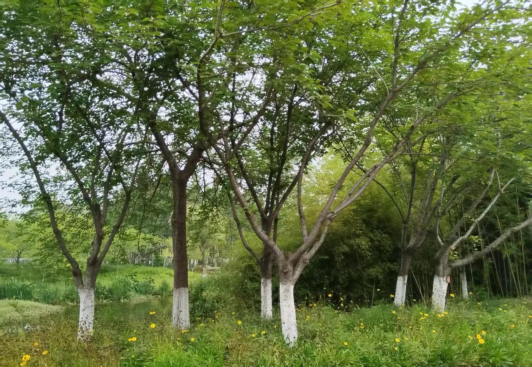 表妹夫61岁，昨晚突发心梗离世。噩耗传来，我惊呆了。表妹哭得撕心裂肺，反