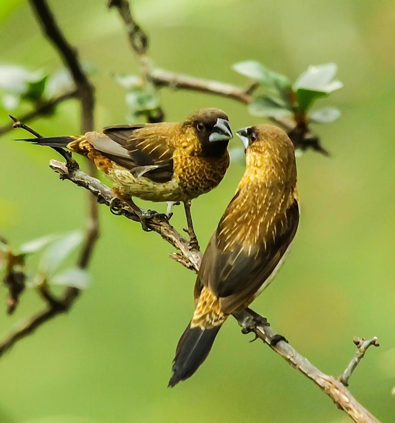 白腰文鸟的快乐时光。