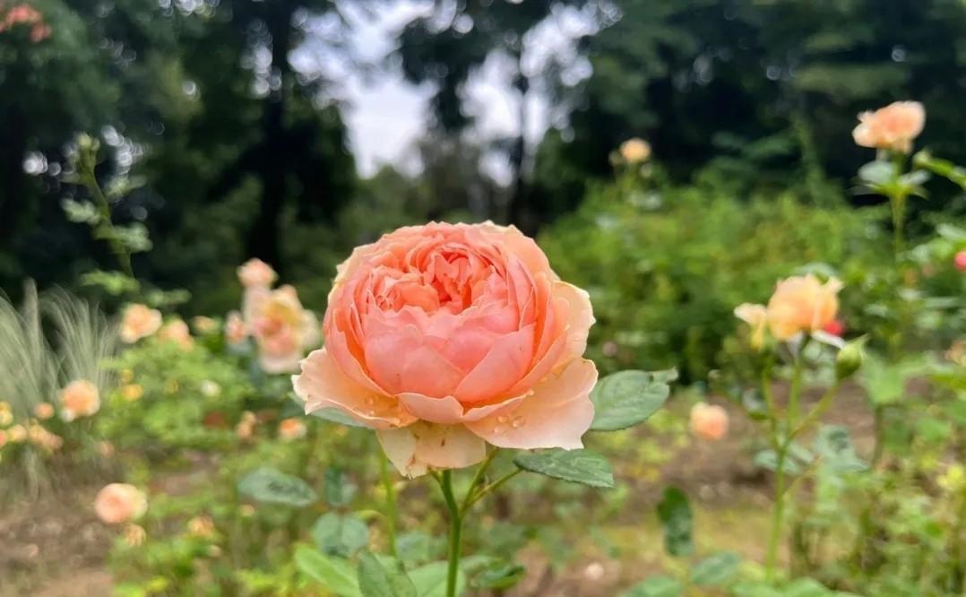 深圳一位90年代来深打工的普通人，2000年咬牙拿出150万在关外买了块地，自己